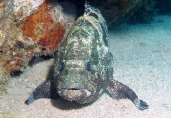 Malabar grouper standing on his fins - this species of gr... by Anel Van Veelen 